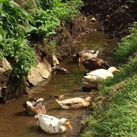 Schlaferhof - Urlaub Am Bauernhof *