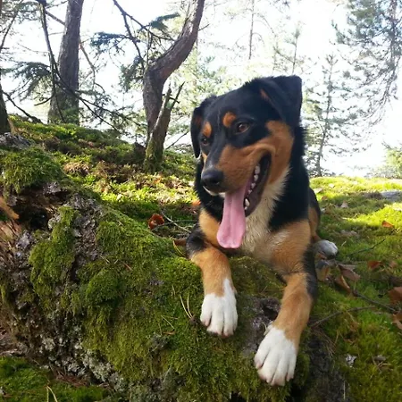 Schlaferhof - Urlaub Am Bauernhof Fresach