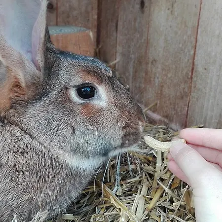 Apartment Schlaferhof - Urlaub Am Bauernhof Fresach