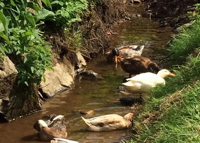 Schlaferhof - Urlaub Am Bauernhof *