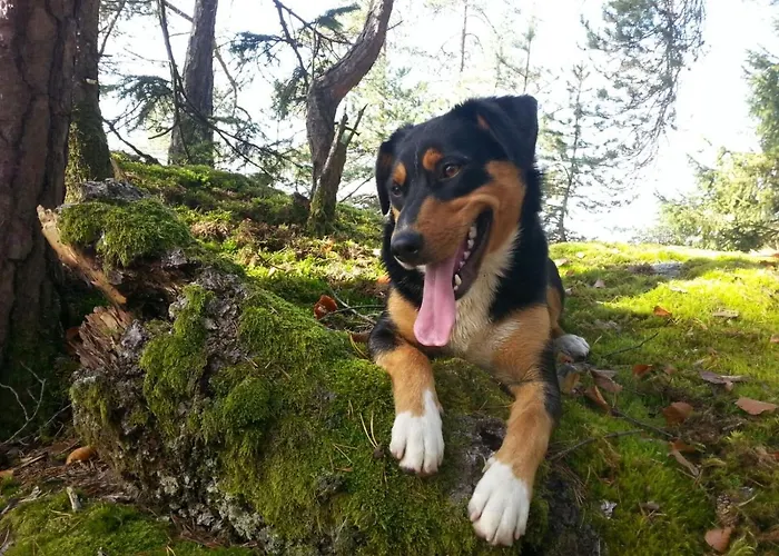 Schlaferhof - Urlaub Am Bauernhof Fresach